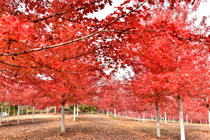 “年年岁相似，岁岁年年人不同”