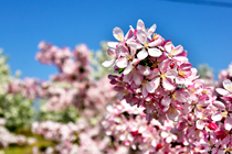 海棠花，开漫山