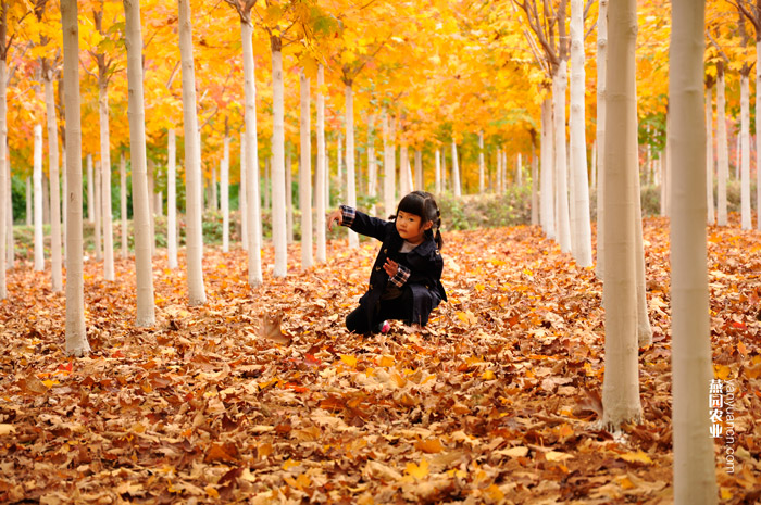 孩子的金色城堡