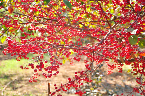 玲珑醉，秋海棠