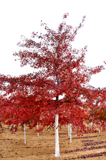 草莓视频APP污色观看在线红针栎