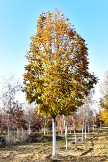 宾夕法尼亚白蜡