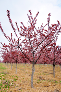草莓视频APP污色观看在线红叶李