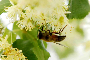 簇簇玲珑黄花伴六月，沁人心脾