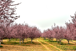 致力于为您准备的每一株彩色苗木，都是独特且鲜明的