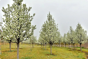 共建多彩家园，别让植树节仅仅是个口号