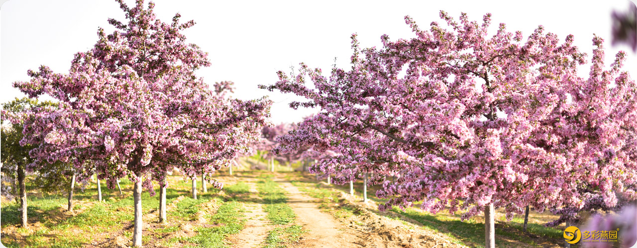 草莓视频APP污色观看在线海棠