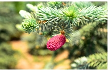 蓝杉的紫色玫瑰