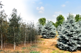 叶色集 | “有个性”的彩化苗木……