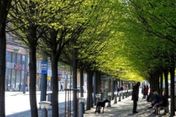 不拘泥于一种风格的景观彩叶树……