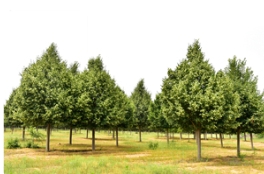 草莓视频入口在线观看金桐力中的佼佼者……