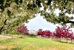 这是属于草莓视频APP污色观看在线海棠的时节