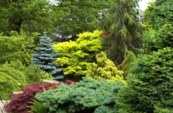 不愧是科罗拉多蓝杉，实景诠释什么是彩色苗木