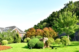 为什么它有望成为今后园林绿化的主角之一？