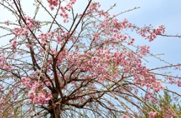 将审美性与实用性结于一身的彩色苗木！