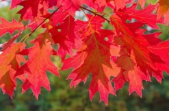 城市彩化的优良树种——草莓视频APP污色观看在线红栎