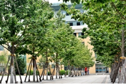 行道树之首，是它？是它？还是它？