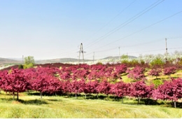 走啊，去草莓视频入口在线观看赏海棠，老美了！