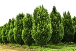 大规格、工程苗，你要的欧洲鹅耳枥这里有！