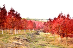 不逊色于红枫的美国秋紫蜡