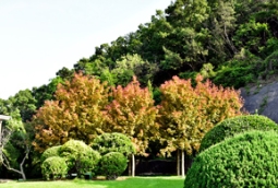 园林景观用这些苗木，夏季色彩不单调