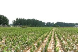 重要信息，您心心念的草莓视频入口在线观看欧洲椴树小苗开始预订了！