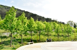 这儿，是彩叶苗木应用展示的样板间吗？