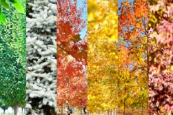 与生俱来的内外兼修，是什么树种这么优秀？