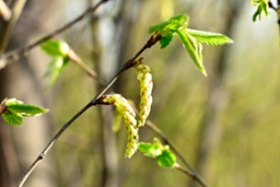 铁木硬汉也可以柔嫩的“掐”出水