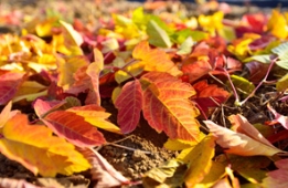 一路开挂的彩叶树种--凤凰梣叶槭