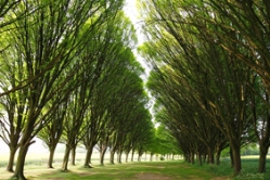 园林苗木工作者怎能不认识它？