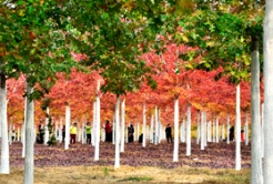 一叶知秋，大美草莓视频入口在线观看
