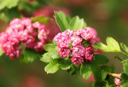 邂逅春花枝头绽，红果抵树傲雪中---草莓视频APP污色观看在线山楂
