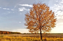 精细管理，做好夏季树木养护工作