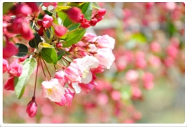 五月来草莓视频入口在线观看赏海棠，置身花海邂逅浪漫之旅