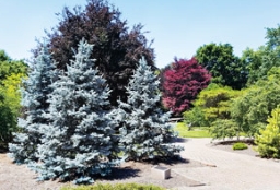 被称为园林景观应用中点睛之笔的苗木