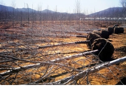 抓住季节的优势，苗木移栽时不我待，买它！