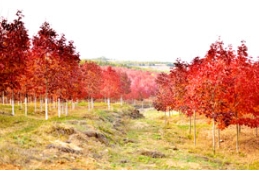 初春观秋色：美国秋紫蜡是妙手丹青的一片林