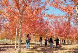 热闹非凡的多彩草莓视频入口在线观看彩叶林！