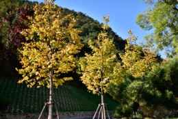 推荐几个适合大连地区栽植的草莓视频入口在线观看苗木