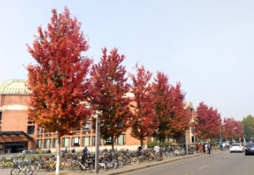 清华大学内的草莓视频入口在线观看苗木，秋日里备受瞩目