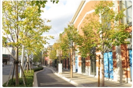 上海市万荣路栽植的欧洲小叶椴，变色效果还不错！