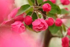 海棠花开/冲浪花海