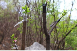 为什么嫁接苗易风折