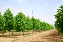 观赏苗木产业现存问题及解决之道