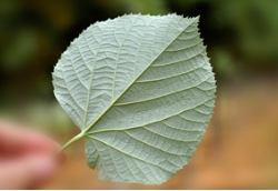 苗木营销的意义