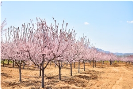 人间四月芳菲尽？话可不能都说尽，四月赏花正当时！