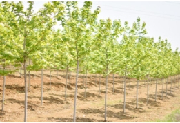 美国红枫夏季养护要点及病虫害防治技术