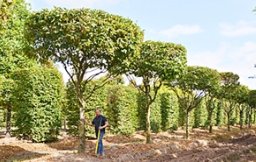 给雄安新区推荐十款