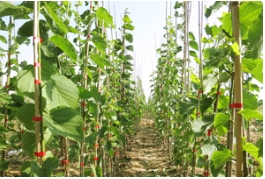 欧洲小叶椴嫁接苗夏季养护管理技术